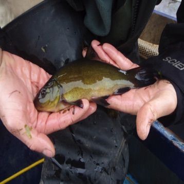 Baby tench